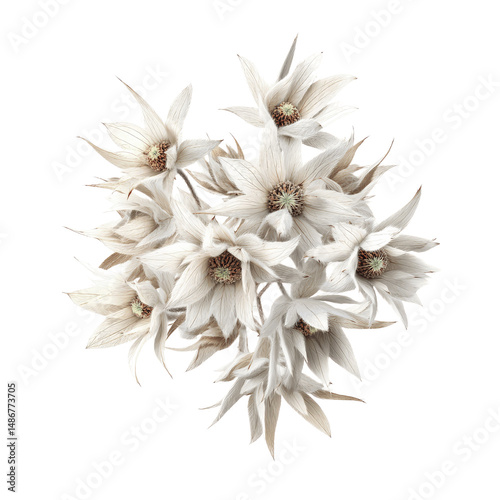 Exquisite Bouquet of Dried White Billy Buttons