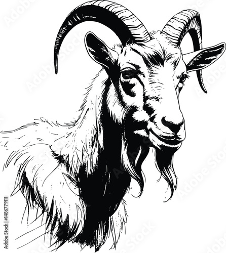 Illustration of a goat on a white background