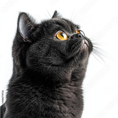 Close-up of a black cat looking upwards.  Dark, fluffy coat.  Large, bright orange eyes.  Profile view