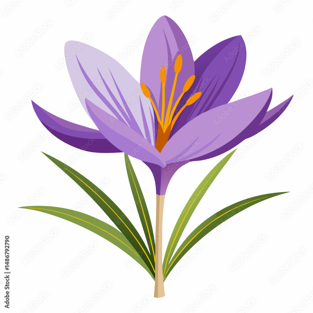 Naklejka premium Safran flower isolated Vector white background