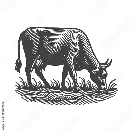 Vintage Hand-Drawn Cow with Grazing Pose Illustration – Farm Animal Engraved Style Vector for T-Shirts, Posters, Stickers, and Rustic Themes Apparel