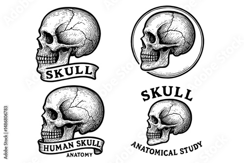 Intricate vintage skull engravings showcasing anatomical detail and artistic design in a timeless collection