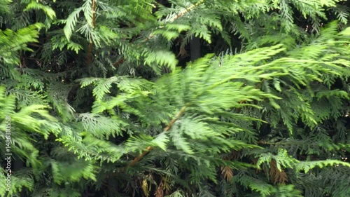 Pine tree branches, swayed by wind, with detailed green foliage displaying the natural beauty of evergreen plants. Arborvitae privacy screen. Concepts of environment, nature, and outdoor scenery.