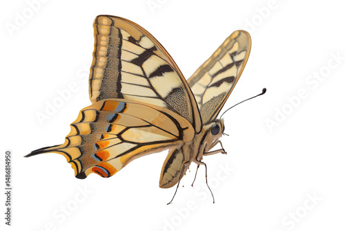 Colorful butterfly in flight