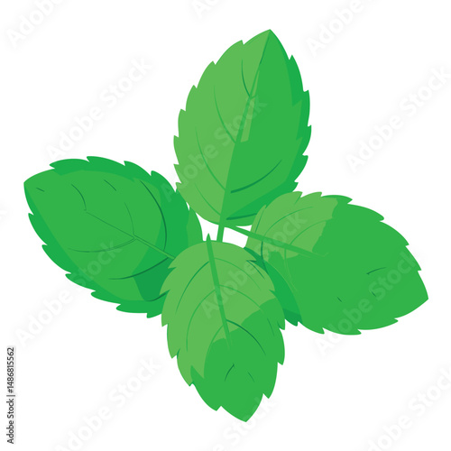 Three sprigs of fresh, vibrant green mint leaves isolated with white background
