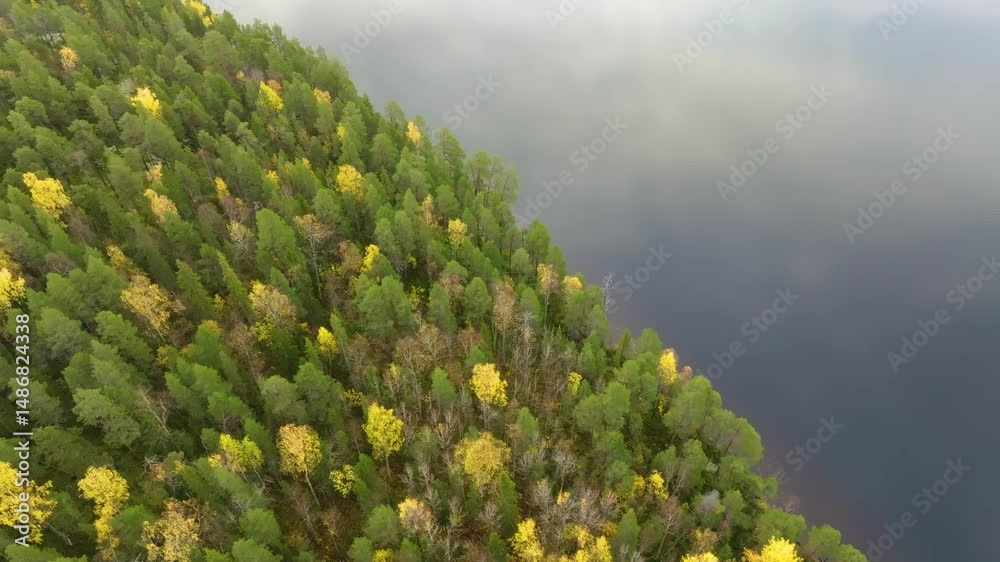 Aerial footage shows a forest in Russia next to a calm lake, where birch and conifer trees shift from green to yellow in early autumn