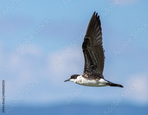 A belted kingfisher soars gracefully against a bright blue sky backdrop today