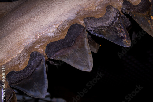 Fossilized shark teeth in Jaw