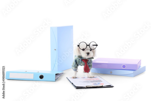 Funny business Maltese dog ...