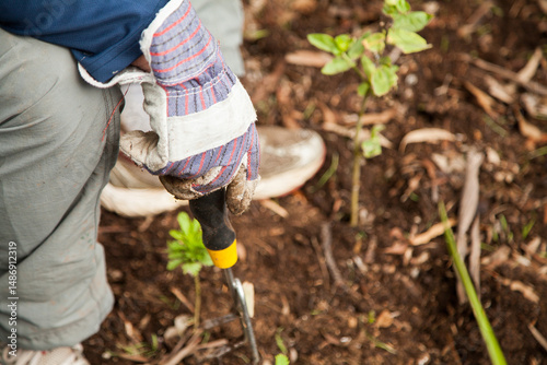 Hands gardening with gloves and hand fork photo