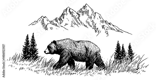 Engraved illustration of a bear walking in the grass with mountains and trees behind