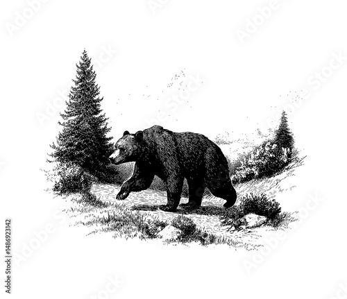 Bear walking in forest in detailed black and white vintage etching engraving vector
