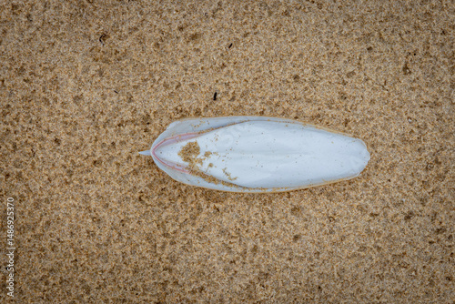 Cuttlefish cuttlebone on the beach, Narooma, NSW, February 2025