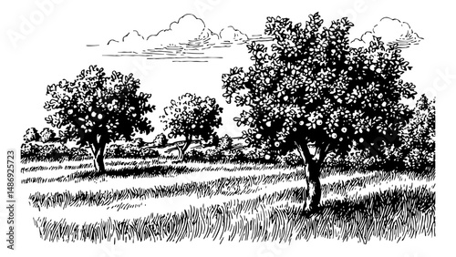 Black and White Illustration of Orchard with Trees, Grass, and Clouds in Line Art