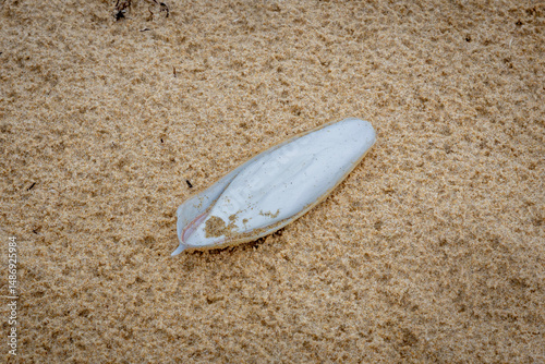 Cuttlefish cuttlebone on the beach, Narooma, NSW, February 2025