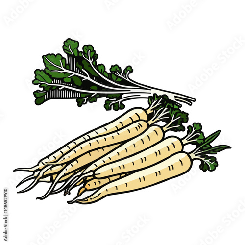 Fresh Carrots with Green Tops Vector Illustration in Sketch Style