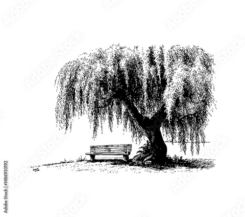 Willow Tree and Bench on White Background in Black and White Detailed Engraved Drawing