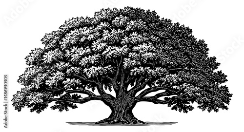 Detailed black and white illustration of a majestic, mature tree with thick trunk
