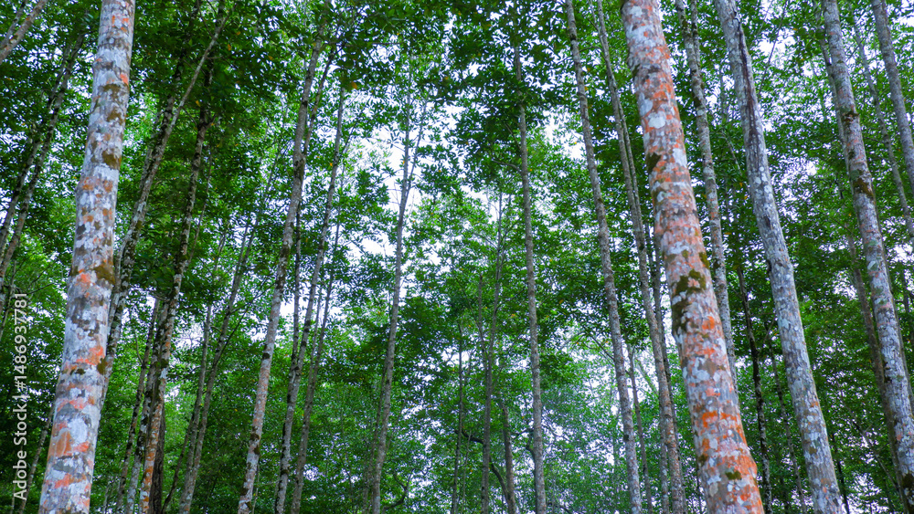 Fototapeta premium A lush tropical forest with tall, upright trees and a dense green canopy.