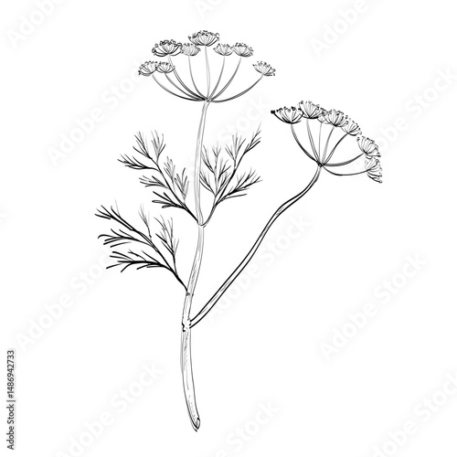 Drawing sketch style illustration of a Dill or Anethum graveolens, an annual herb in the celery family Apiaceae used as spice or herb done in black and white line art on isolated background. 