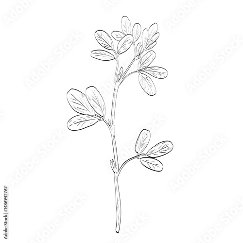 Drawing sketch style illustration of a Fenugreek or Trigonella foenum-graecum, an annual plant in the family Fabaceae used as spice or herb done in black and white line art on isolated background. 