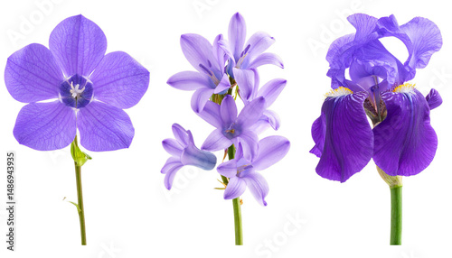 iris flower isolated on white