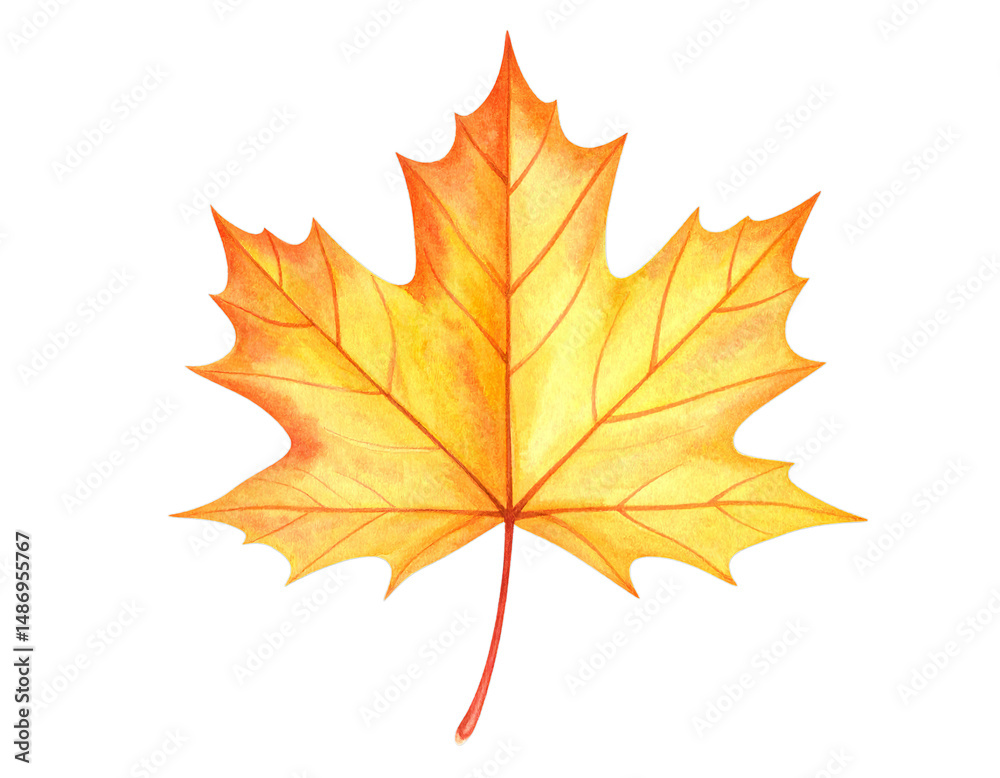 Fototapeta premium maple leaf isolated on white