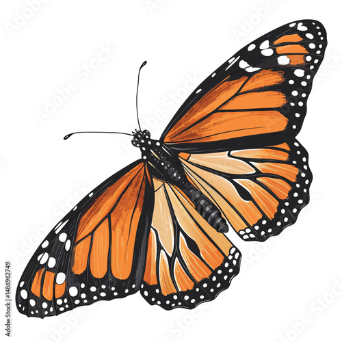Create a realistic vector illustration of a monarch butterfly, showcasing intricate wing details and vibrant orange, black, and white coloration.  High-resolution, detailed.