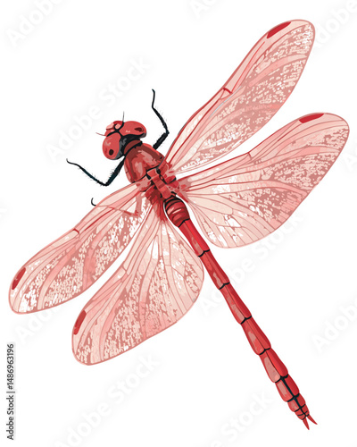 Create a realistic vector illustration of a scarlet skimmer dragonfly, showcasing its vibrant red and black markings, delicate wings, and intricate details.  Focus on accuracy and high resolution.
