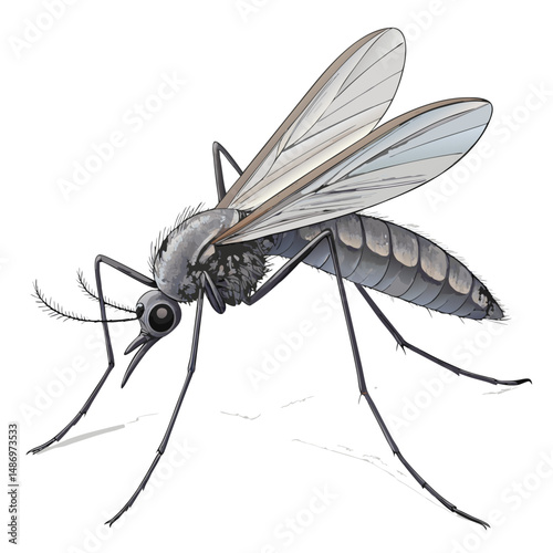 Create a realistic vector illustration of a gray mosquito, showcasing intricate detail in its legs, wings, and proboscis.  Include subtle shading for a 3D effect.