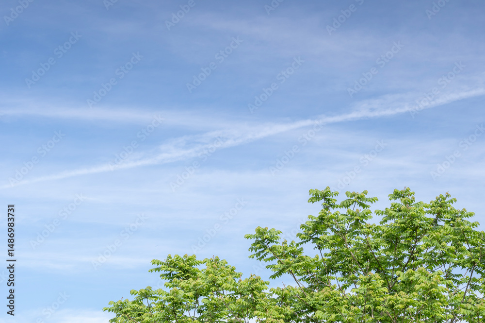 Obraz premium 爽やかな青空と新緑