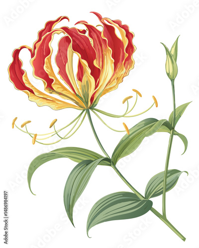 Create a realistic vector illustration of Gloriosa superba, commonly known as the fire lily, showcasing its vibrant red and yellow flowers with detailed petal structure and leaf textures.