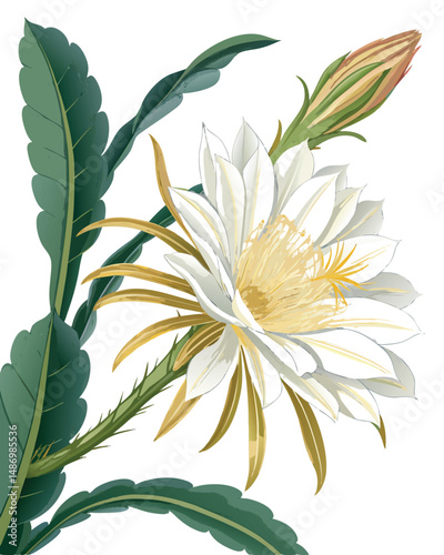 Create a highly realistic vector illustration of a Kadupul flower (Epiphyllum oxypetalum), showcasing its delicate white petals and nocturnal bloom.  Prioritize detail and accuracy.