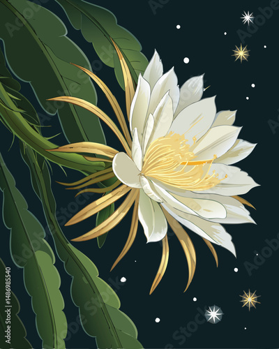 Create a realistic vector illustration of a Kadupul flower (Epiphyllum oxypetalum), showcasing its delicate white petals and nocturnal bloom.  High detail, botanical accuracy.