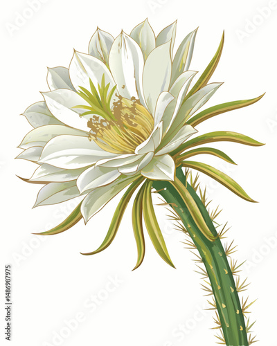 Create a realistic vector illustration of a blooming Queen of the Night cactus flower, showcasing its nocturnal beauty and delicate details.