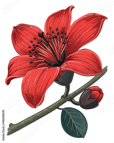 Create a realistic vector illustration of a Bombax ceiba (red silk cotton tree) flower, showcasing its intricate details and vibrant red color.  Emphasis on accurate botanical representation.