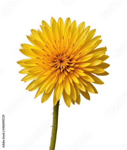 one yellow dandelion flower on a white background, in a crisp style, with clean lines, no shadow, even lighting, high resolution