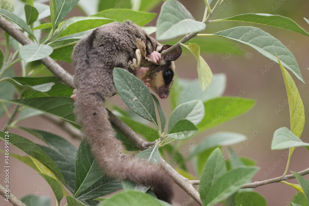 Fototapeta premium sugar glider, squirrel, flying squirrel, photo of a sugar glider in a tree