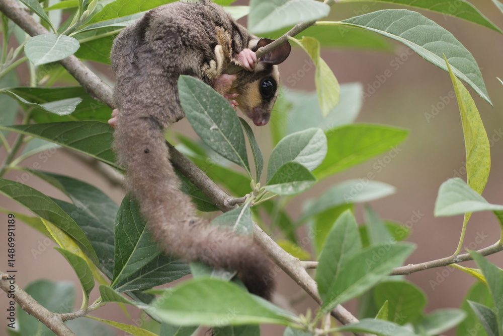 Fototapeta premium sugar glider, squirrel, flying squirrel, photo of a sugar glider in a tree