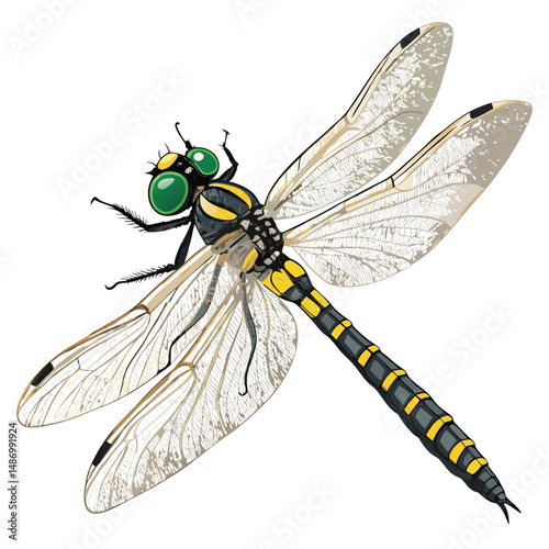 Create a vector illustration of a dragonfly with golden rings adorning its body, showcasing intricate wing detail and a vibrant color palette.