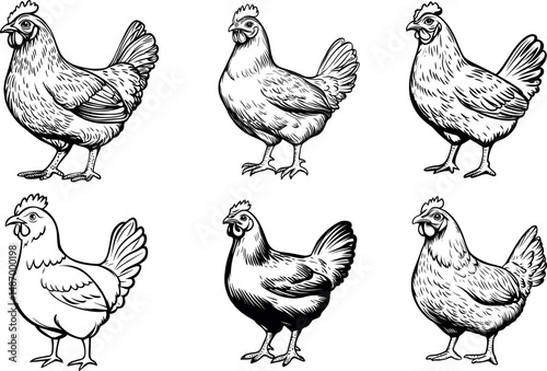 Six chicken illustrations in black and white on a white background