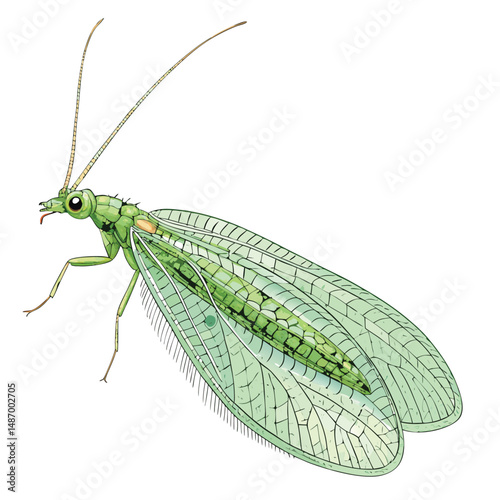 Create a vector illustration of a green lacewing, showcasing intricate wing detail and realistic body texture.  Include its delicate antennae and multifaceted eyes.