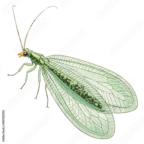 Create a vector illustration of a Green Lacewing, showcasing intricate wing detail and realistic body texture.  Include delicate antennae and multifaceted eyes.