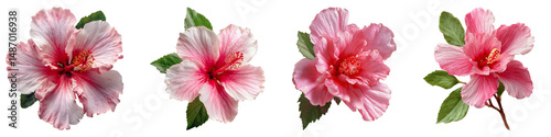Tropical Hibiscus Flower Collection Isolated PNG