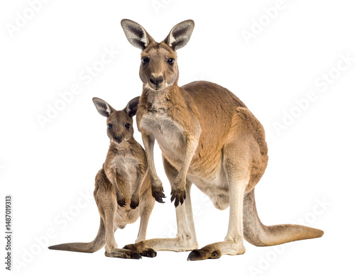kangaroo and baby