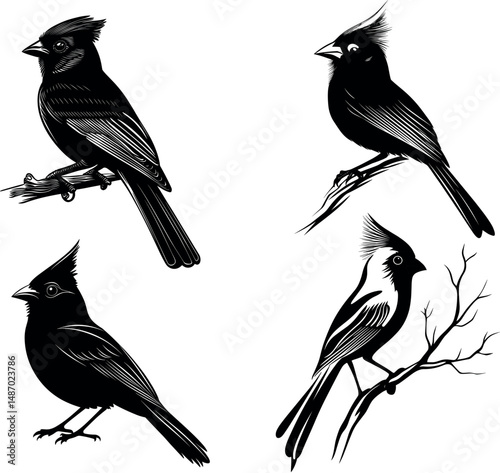 Four cardinal bird silhouettes perched on branches isolated on a white background