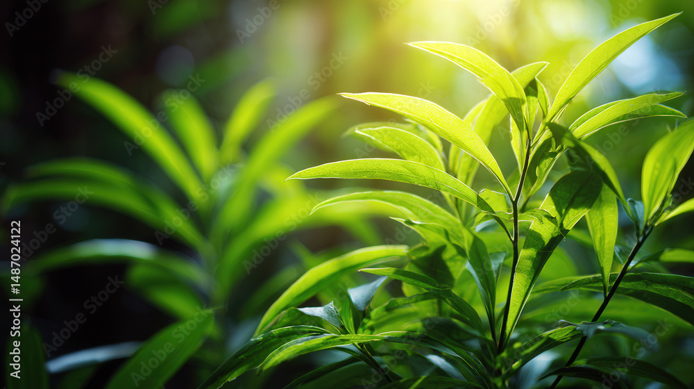 Obraz premium Serene Green Foliage with Sunlight and Bokeh Effects in a Blurred Background