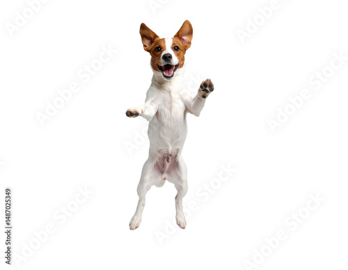 jack russell terrier running