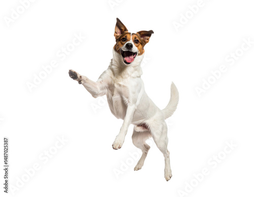 jack russell terrier standing