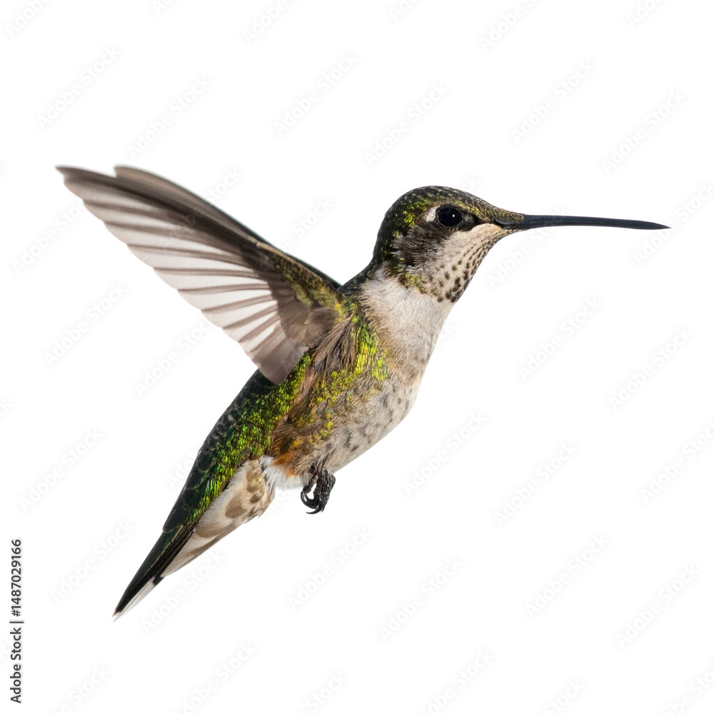 Fototapeta premium Hummingbird in Flight